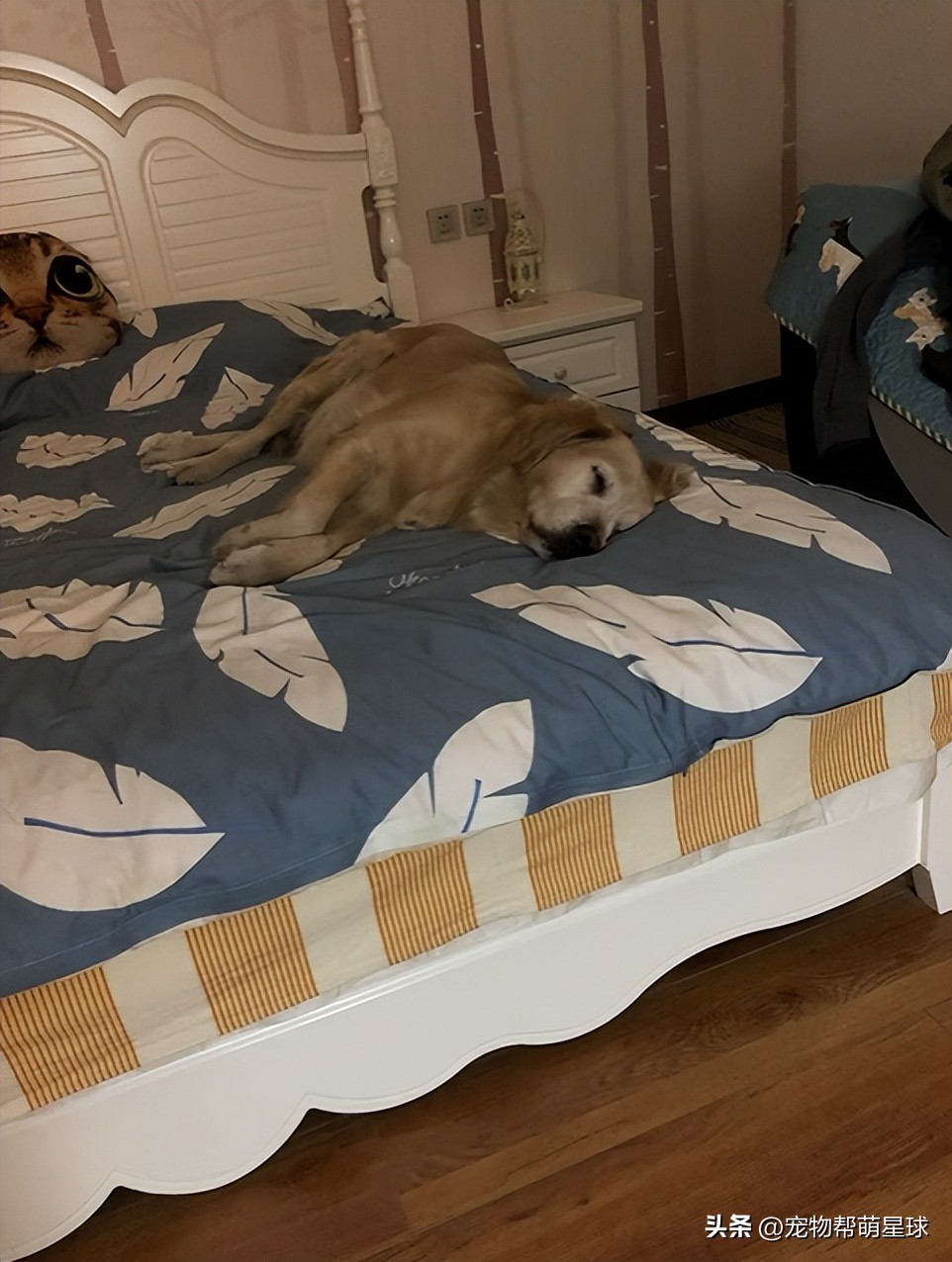 如果有一天，我的宠物不在了，怎么办？