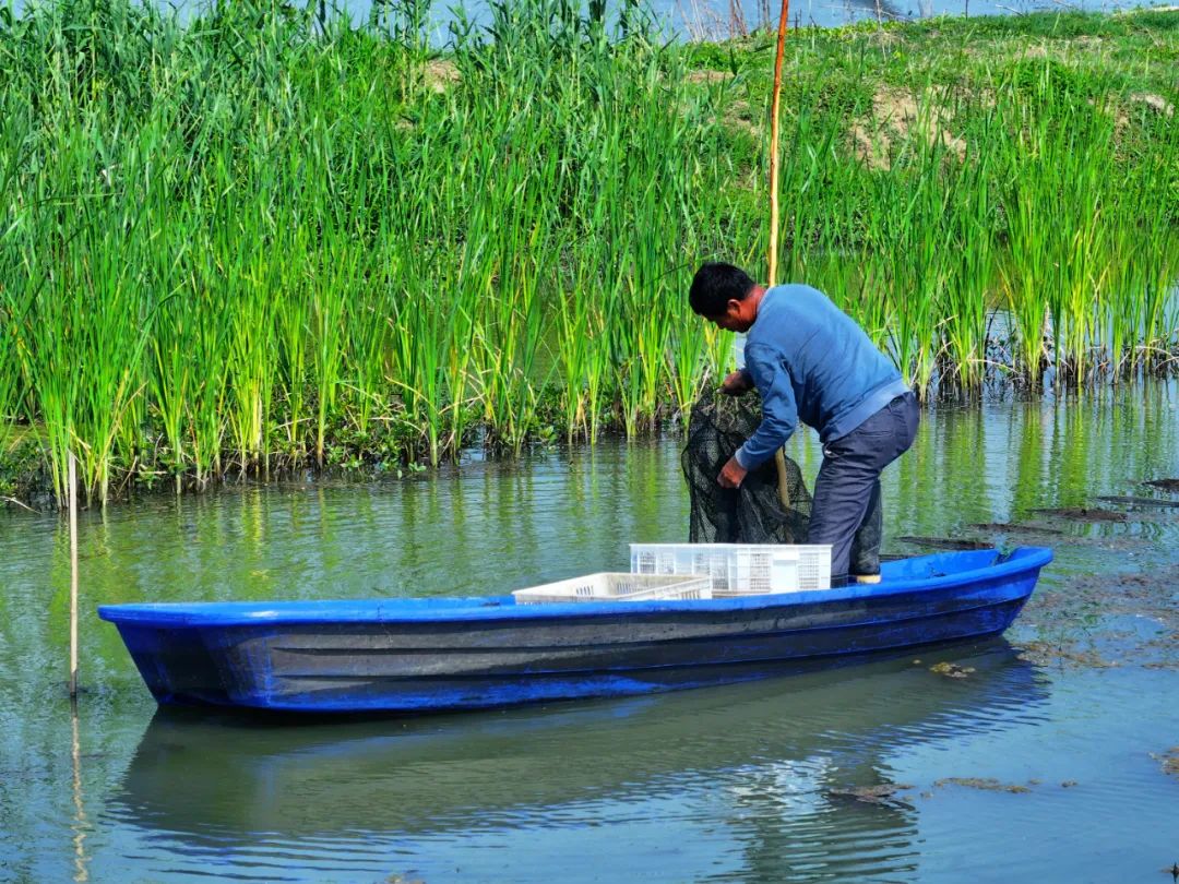到底谁是小龙虾之乡,荣茂第一城小龙虾