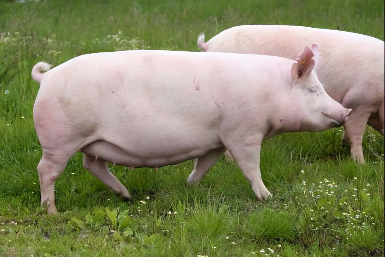 母猪产前不吃食怎么办治疗方案,母猪怀仔多会不会导致母猪不吃食