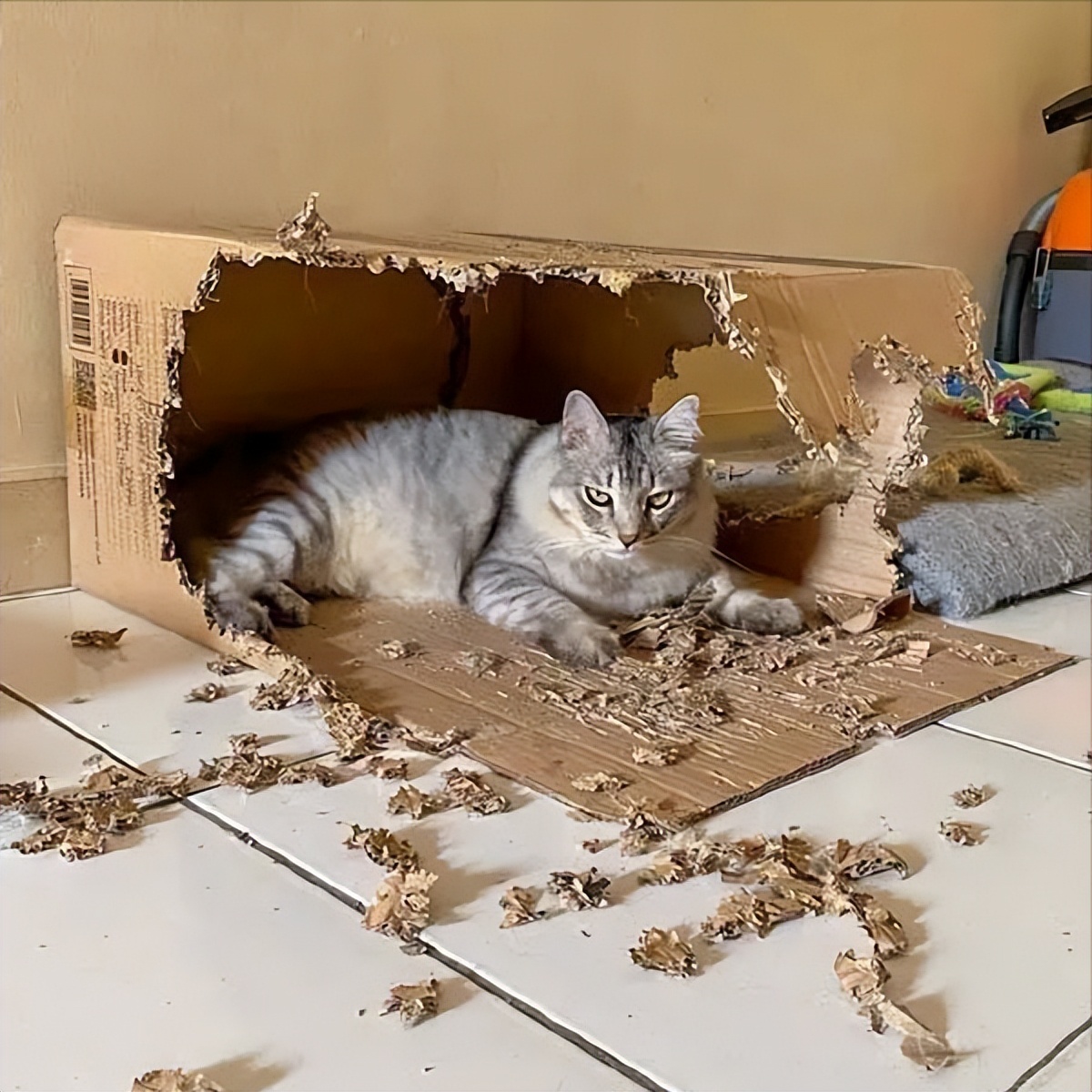 猫咪在纸箱里面挠东西怎么回事,猫咪喜欢啃纸箱