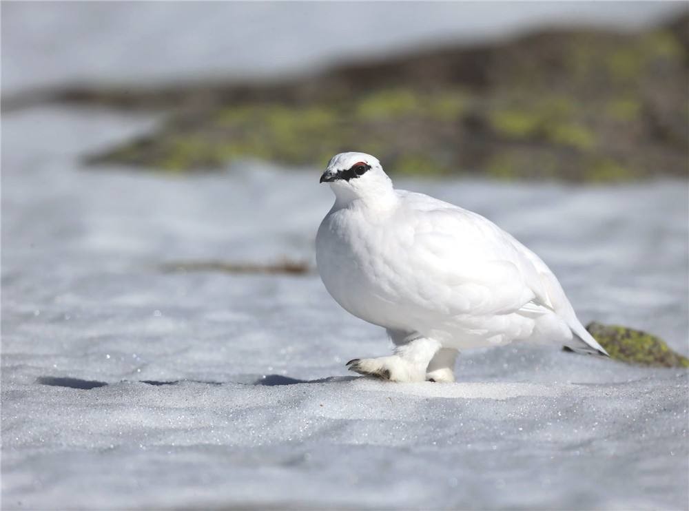 男子户外遇怪鸟受伤全身雪白带灰,湖北一男子回家途中看见一只怪鸟