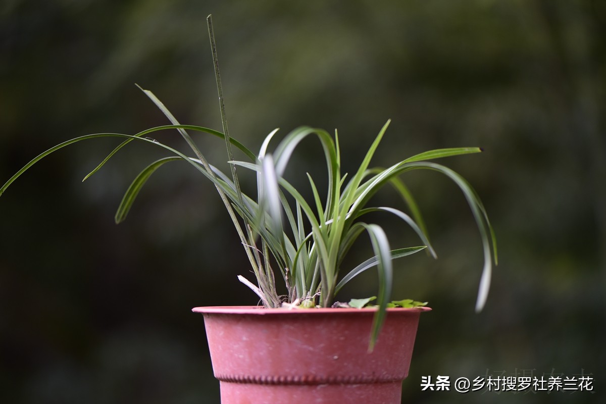 新手兰花不开花怎么办,新手养兰花不能做的事