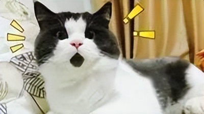 商标抢注套路大揭秘,商标抢注内幕