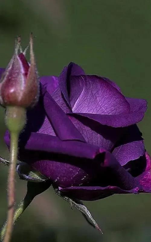 这才是最美的玫瑰花图片,最好看的紫色玫瑰花图片