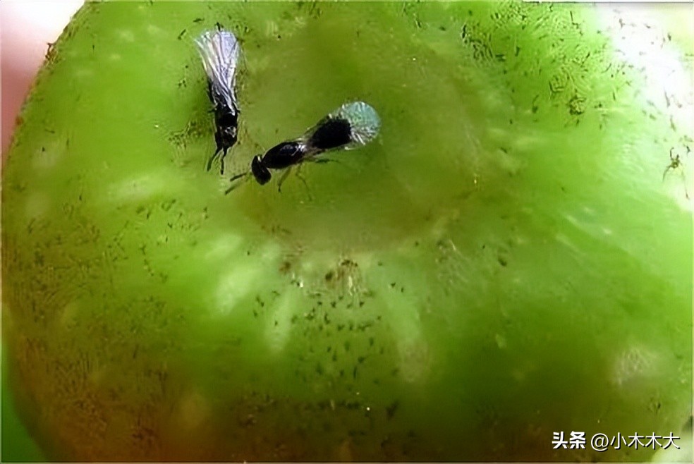 走进果实的世界我发现了什么,走进无花果的世界