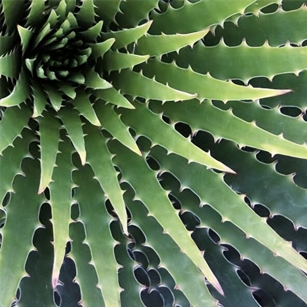 102个大类近500个多肉植物图片，都极其美丽，建议在家中也养一盆