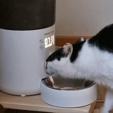 16个变态又实用的养猫妙招必看,养猫必看的100个技巧