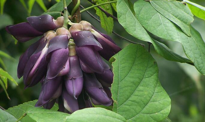 狗爪豆是什么植物,狗爪豆是什么豆