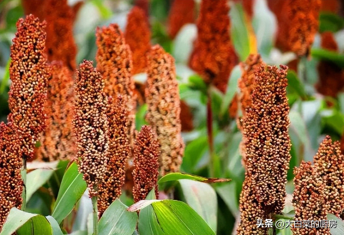 怪事！贵州人常喝的酒，并不是茅台，而是4款“平价酒”，为啥？