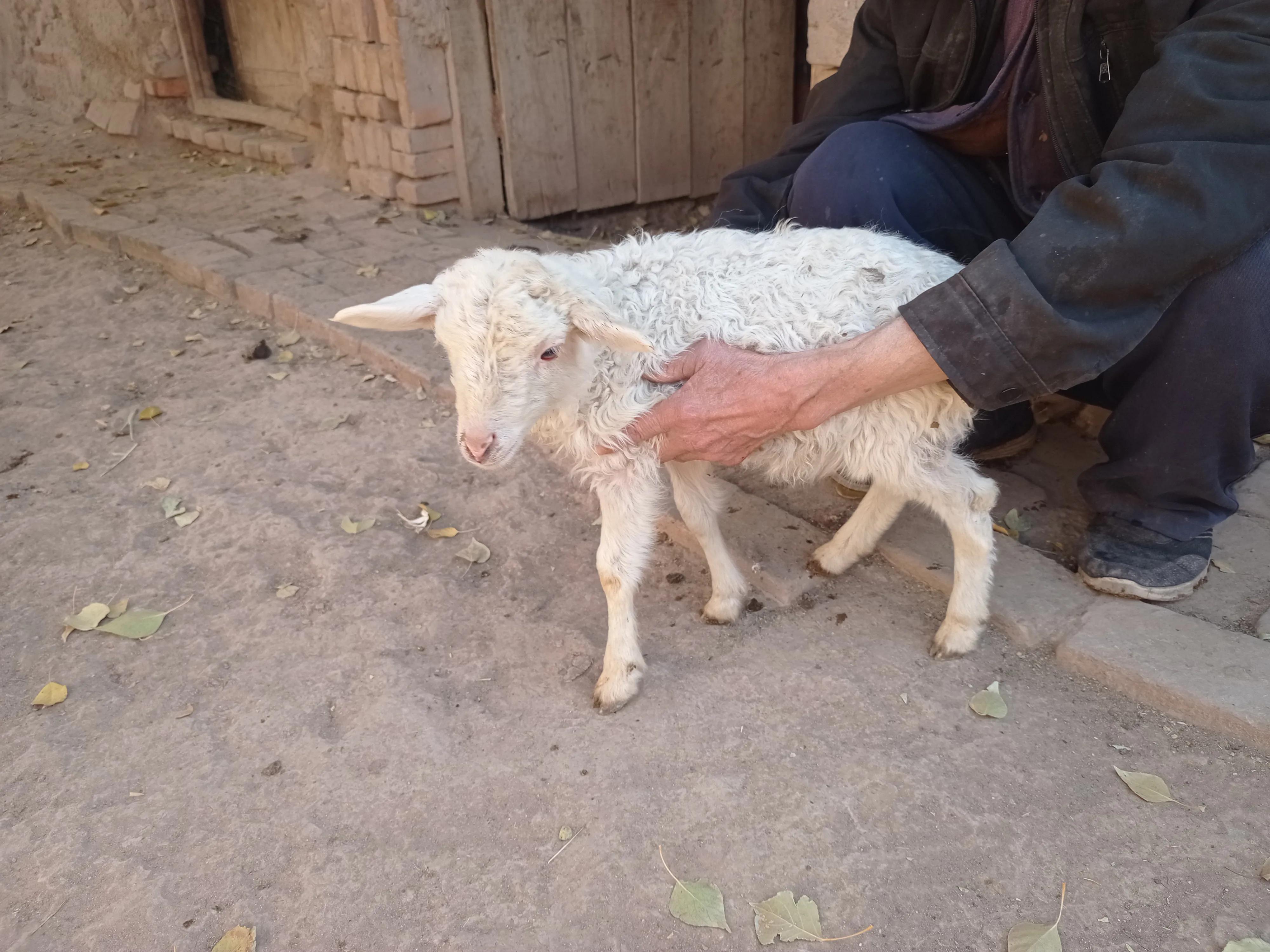 2024年养羊的10大忠告,为什么选择返乡养羊