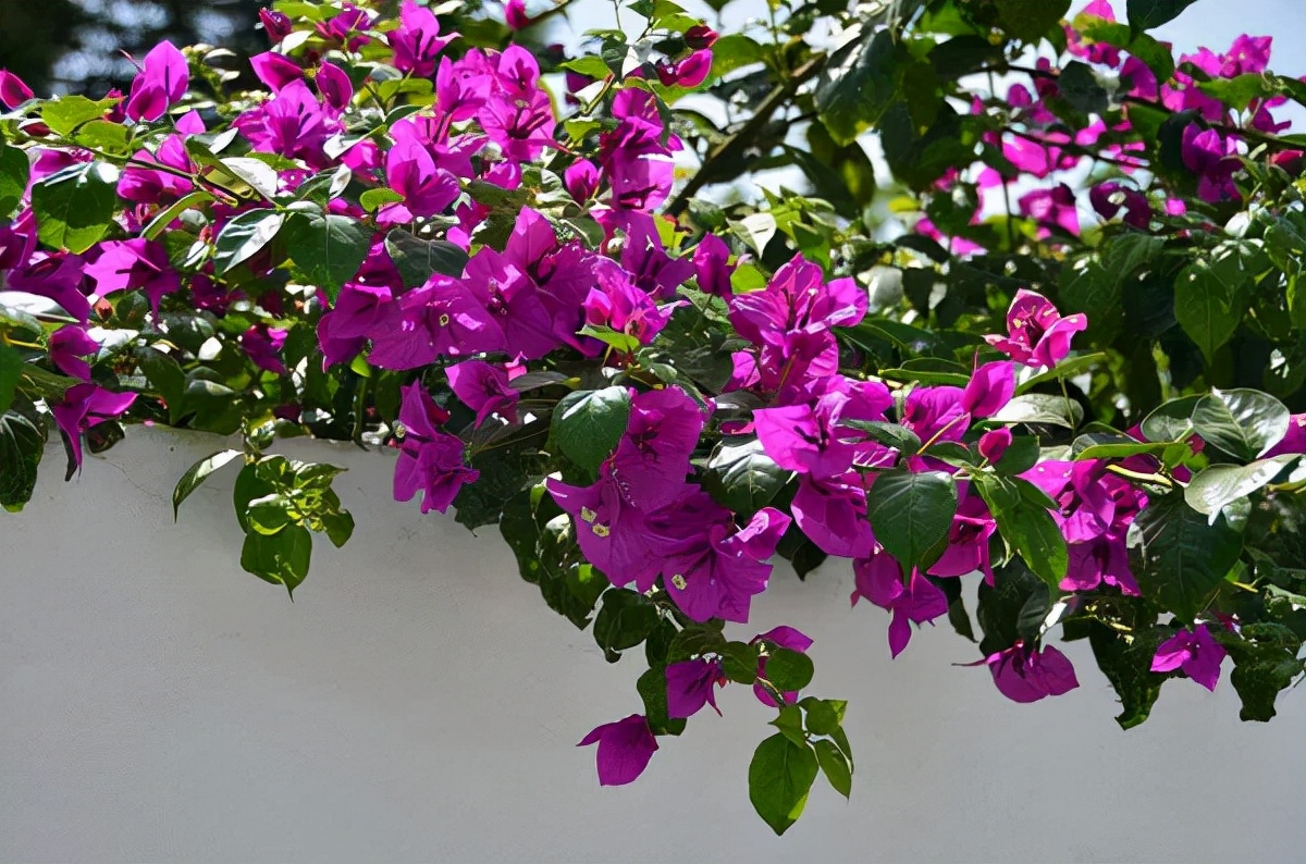 花园适合种的植物,在花园种植哪些植物比较适合
