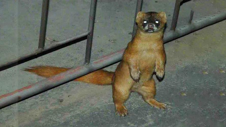 钓鱼佬被抢劫,湖北一钓友常被黄鼠狼“打劫”