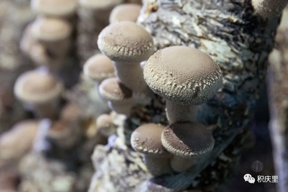 樱花烂漫，没有人会拒绝的粉色浪漫！