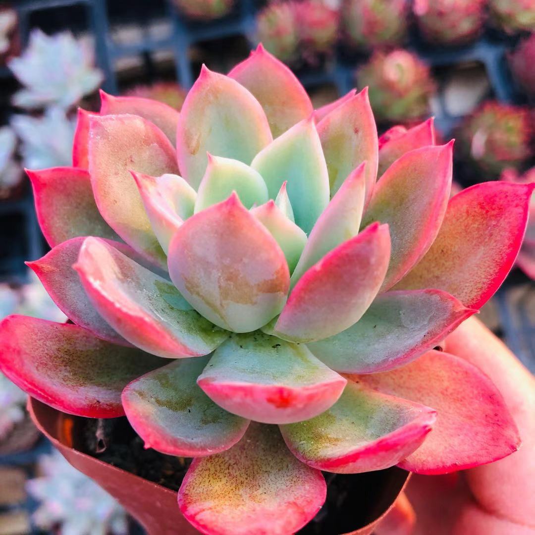 十二卷多肉的品种图鉴,100种多肉植物图片大全