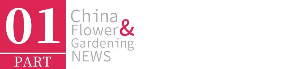 什么树会引起过敏性鼻炎,城市种植什么树最好