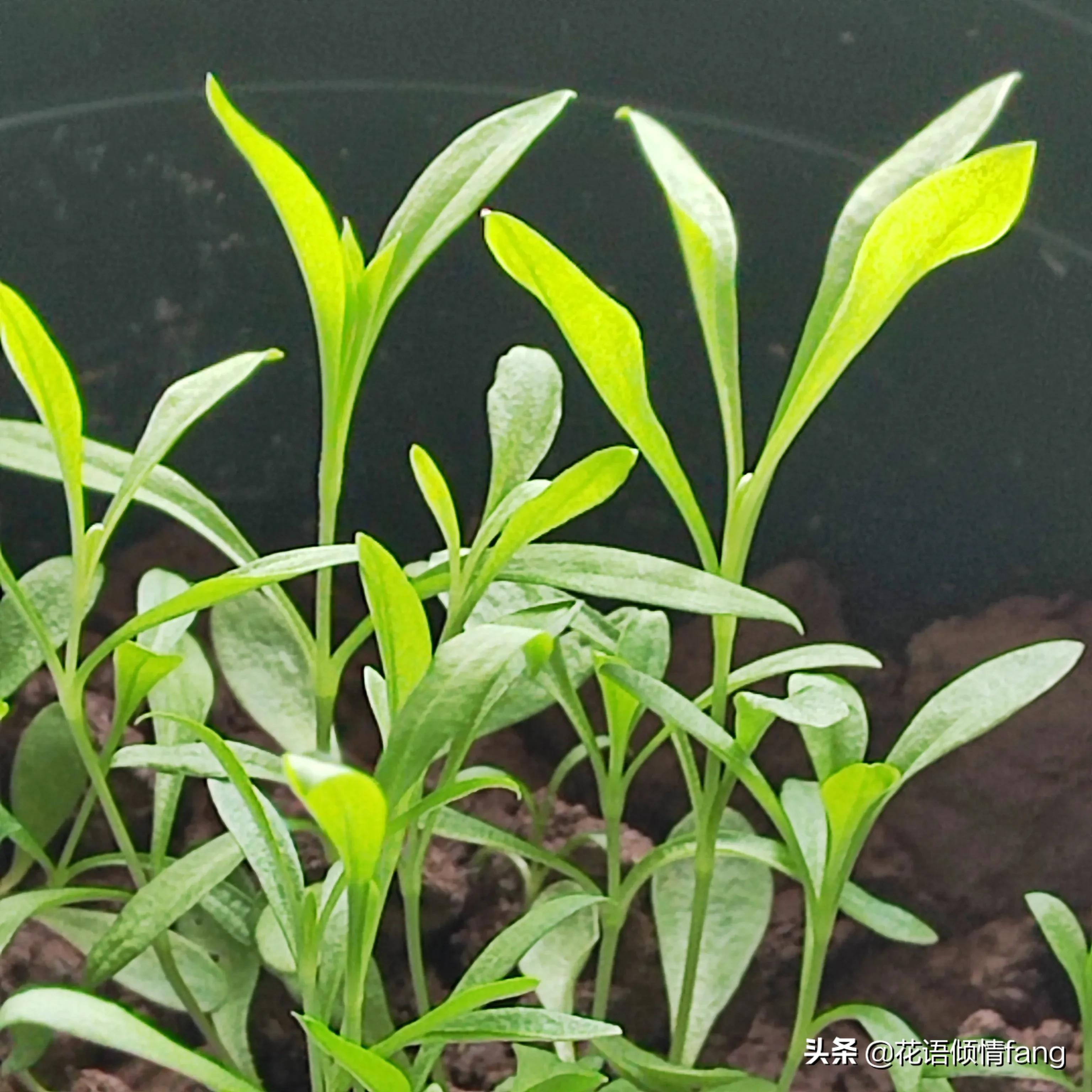 养花怎么防老鼠,防鼠植物盆栽