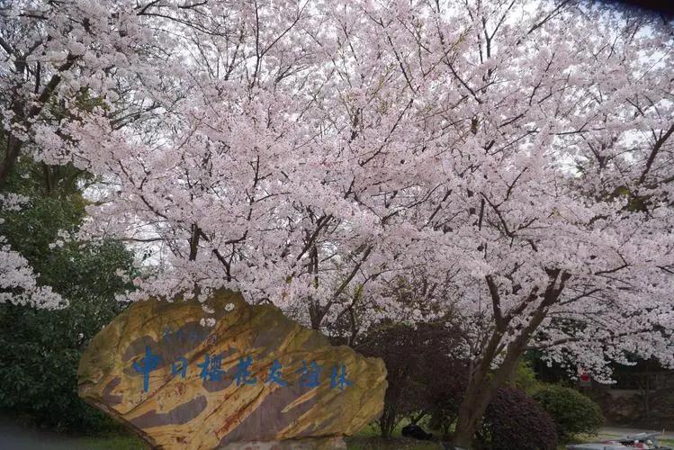 无锡鼋头渚赏樱视频,无锡鼋头渚赏樱美文