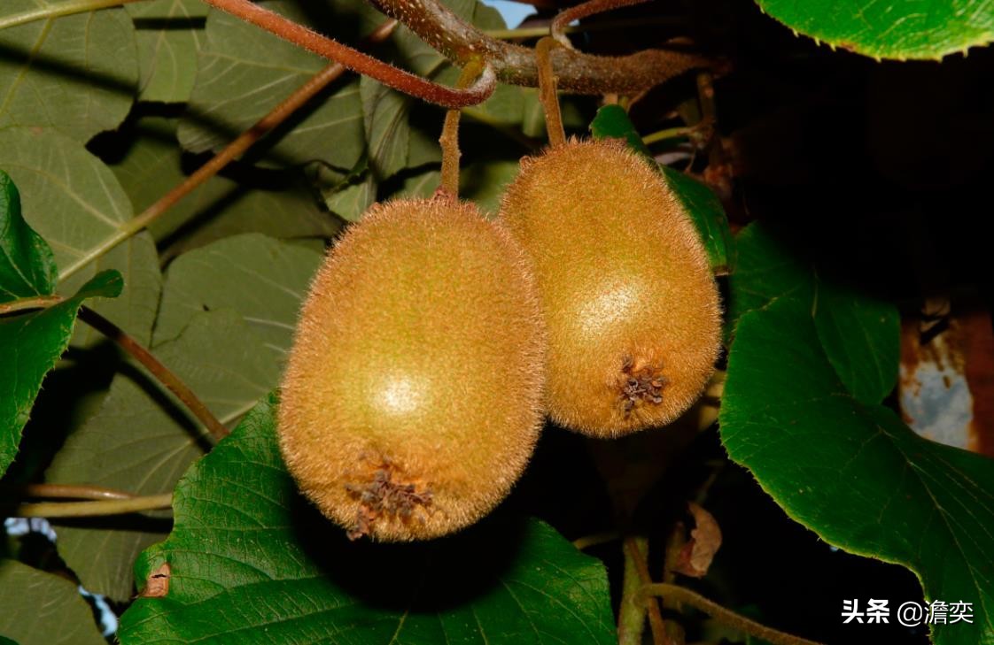 猕猴桃新西兰奇异果,奇异果新西兰猕猴桃