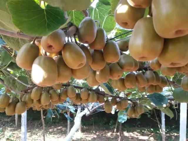 农业十大创业模式,农业项目合伙人模式