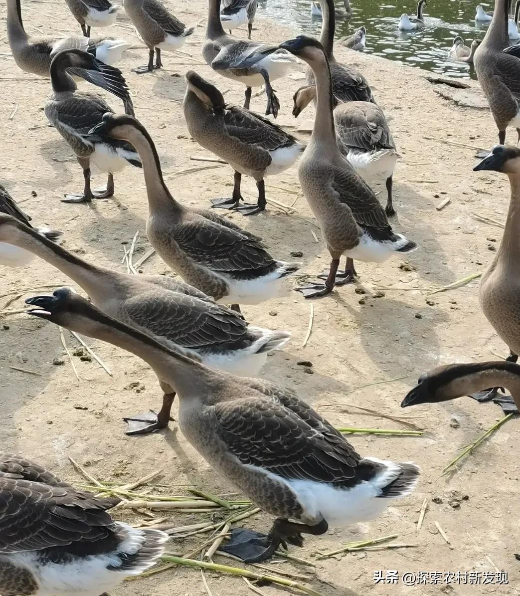 养鹅喂什么成本低长得快,农村养鸡养鸭养鹅哪个成本低