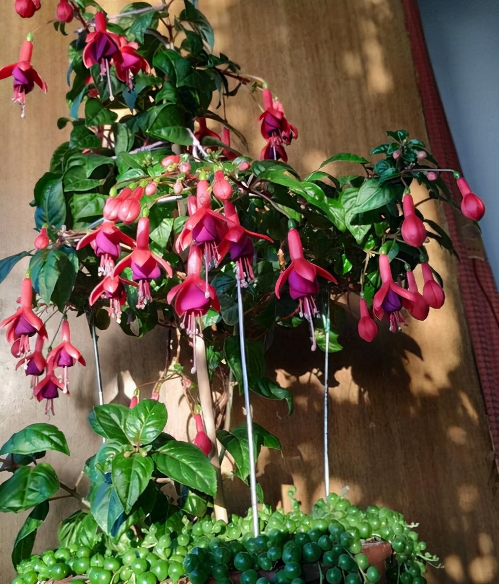 家里光照不足养的花,家里光照不足养什么植物