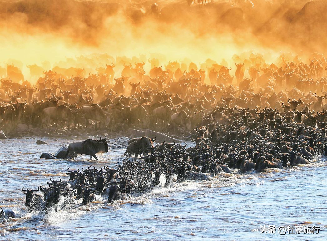 跟随“中国狮子王”，到坦桑看绝色非洲