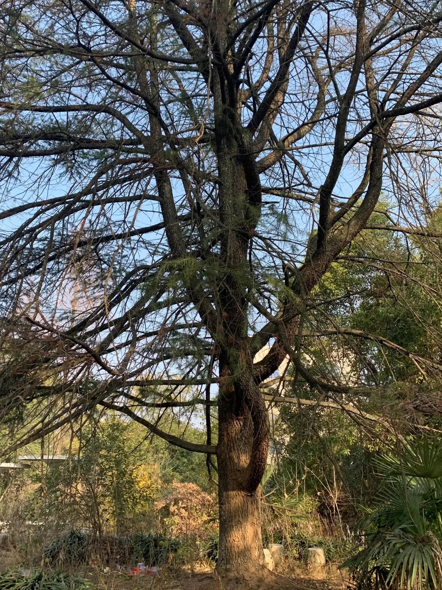 斑驳光影诗词,光影斑驳