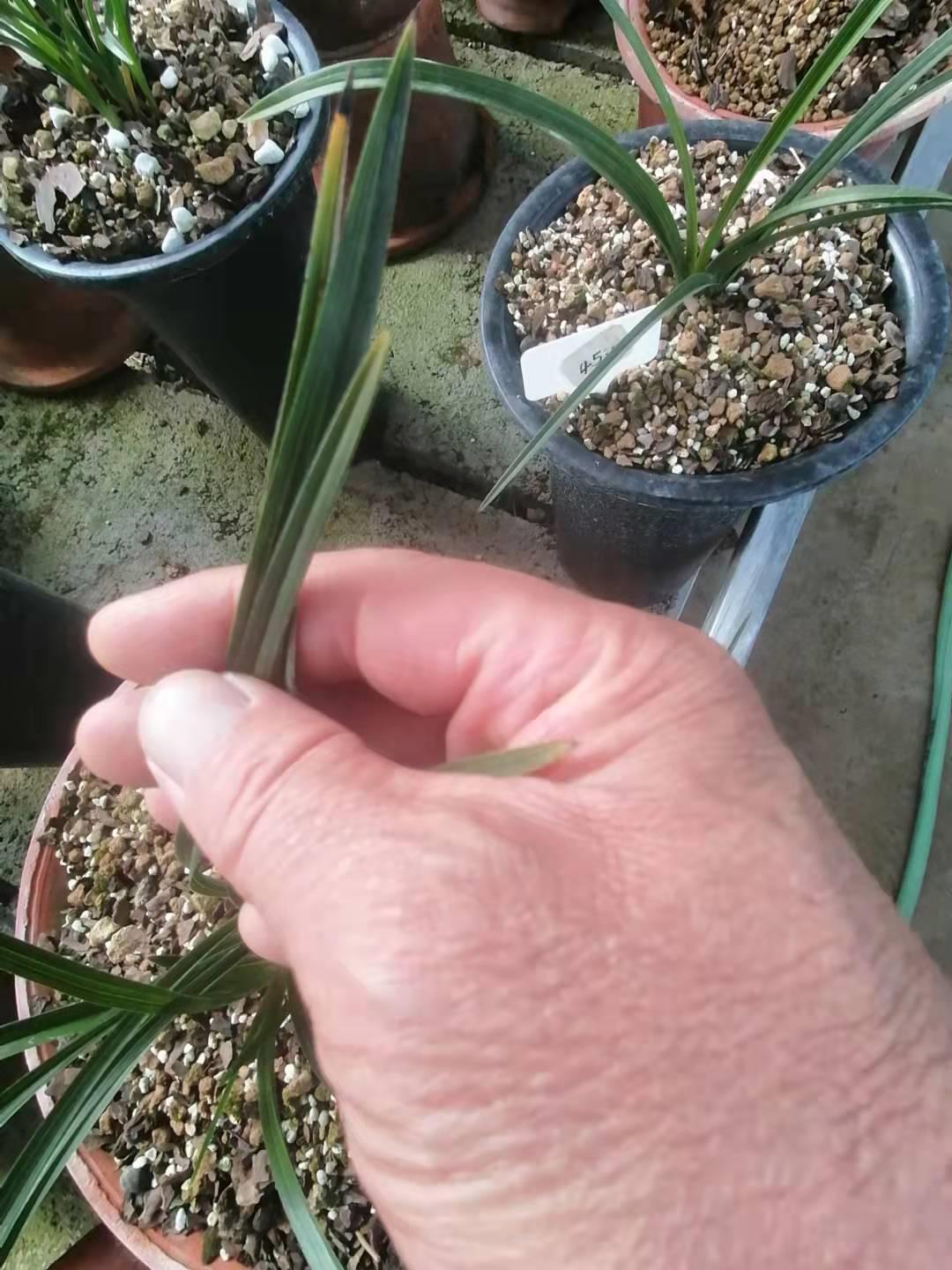 带你认识中华兰花纹瓣兰,顶级纹瓣兰图片