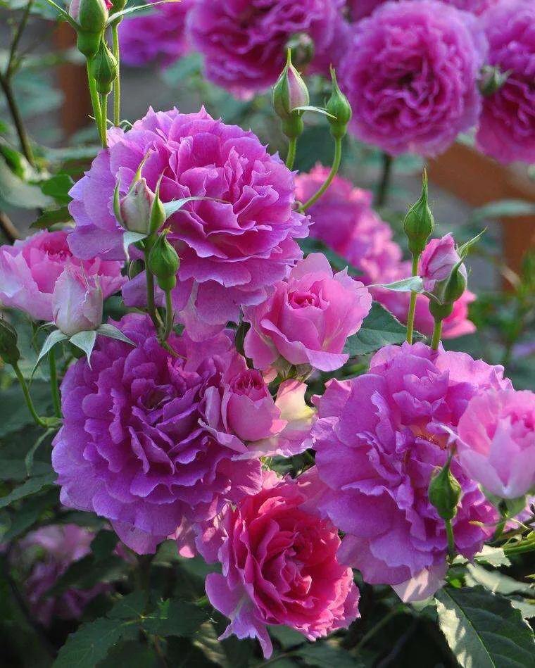 月季安妮公主怎么养,美人丽芙法式优雅月季