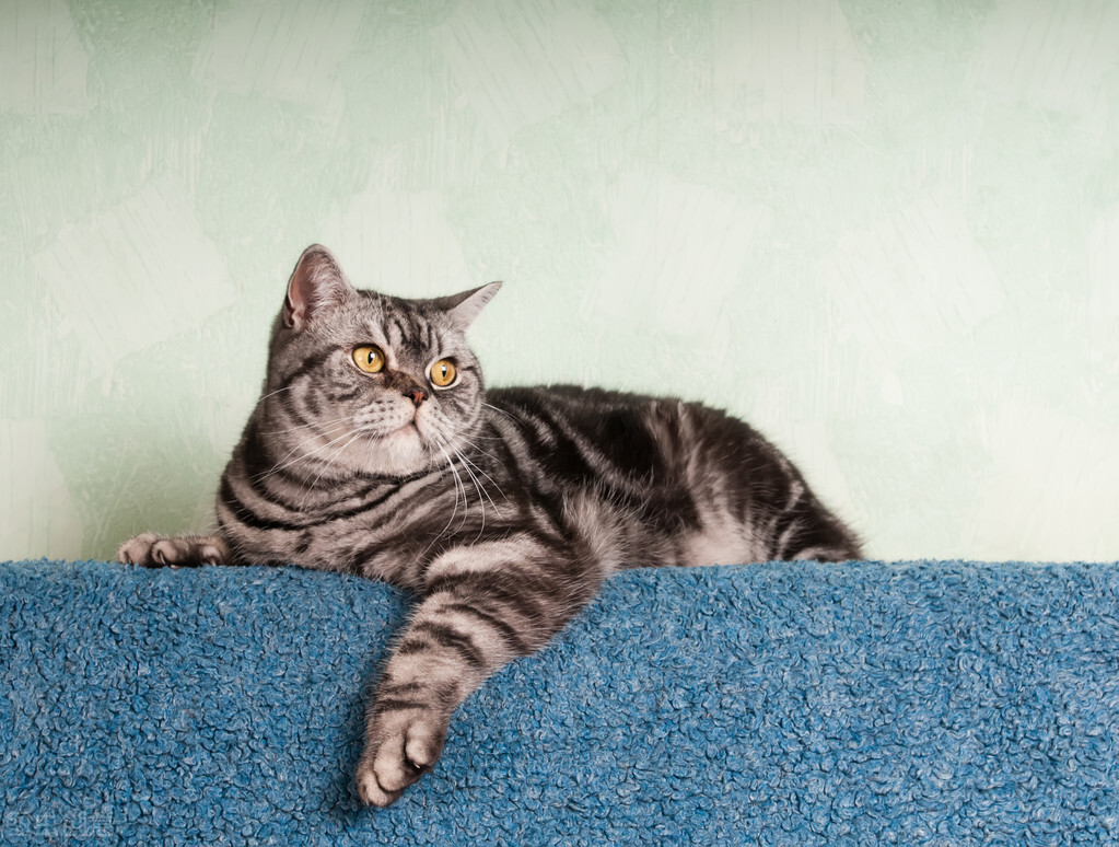 粗蛋白60%的猫粮圆柱形的猫粮,猫粮是不是粗蛋白含量越高越好呢