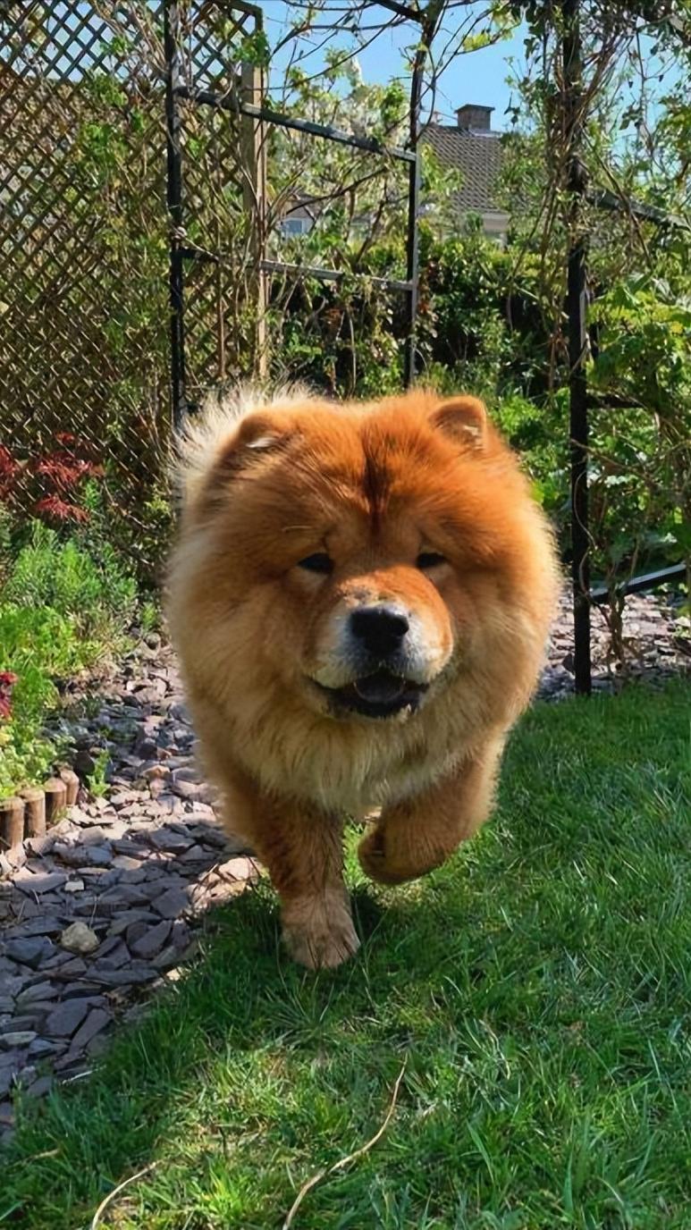 松狮犬有资格养它的人真的不多,松狮犬为什么不建议养