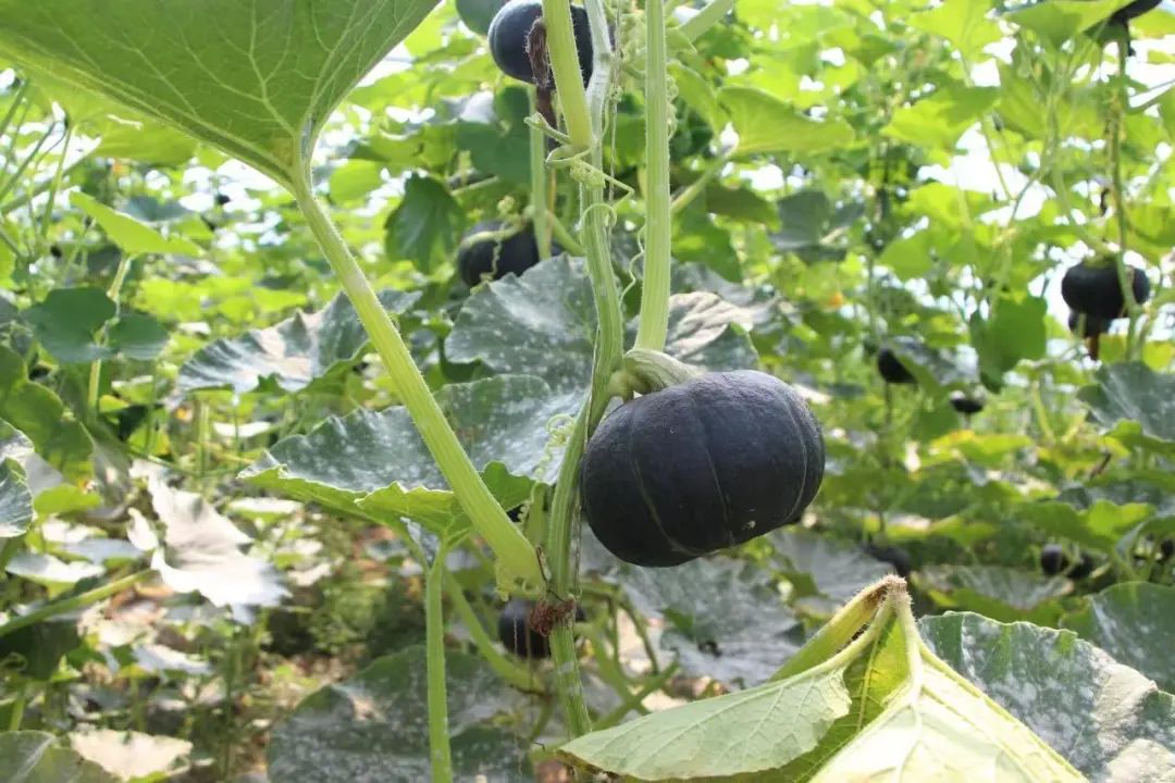 贝贝小南瓜的亩产值及利润是多少,贝贝小南瓜收入