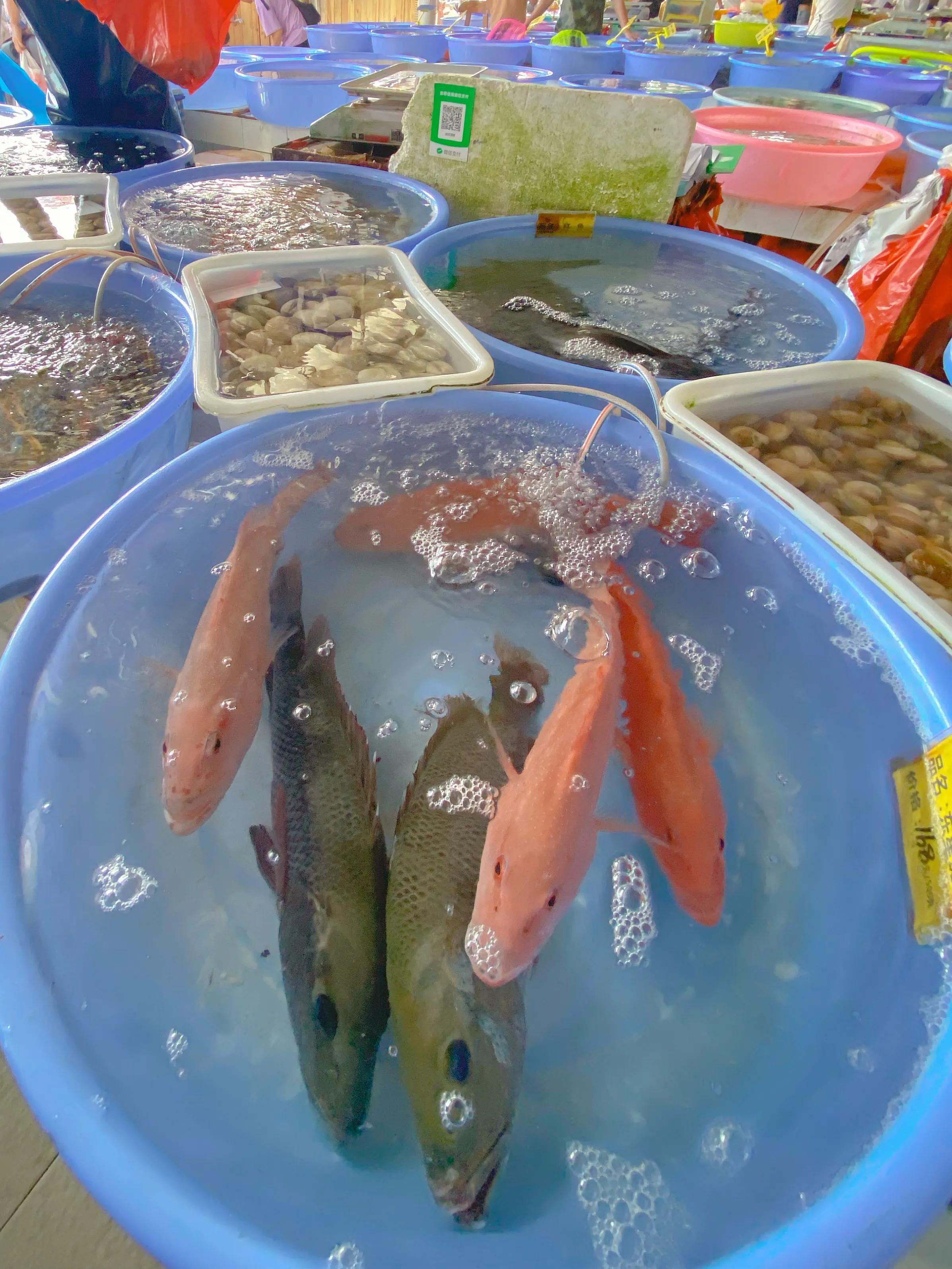 近日涠洲岛海鲜攻略,涠洲岛海鲜怎么吃比较划算