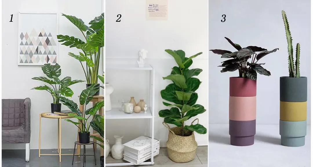 家居绿植可不能随便摆~
