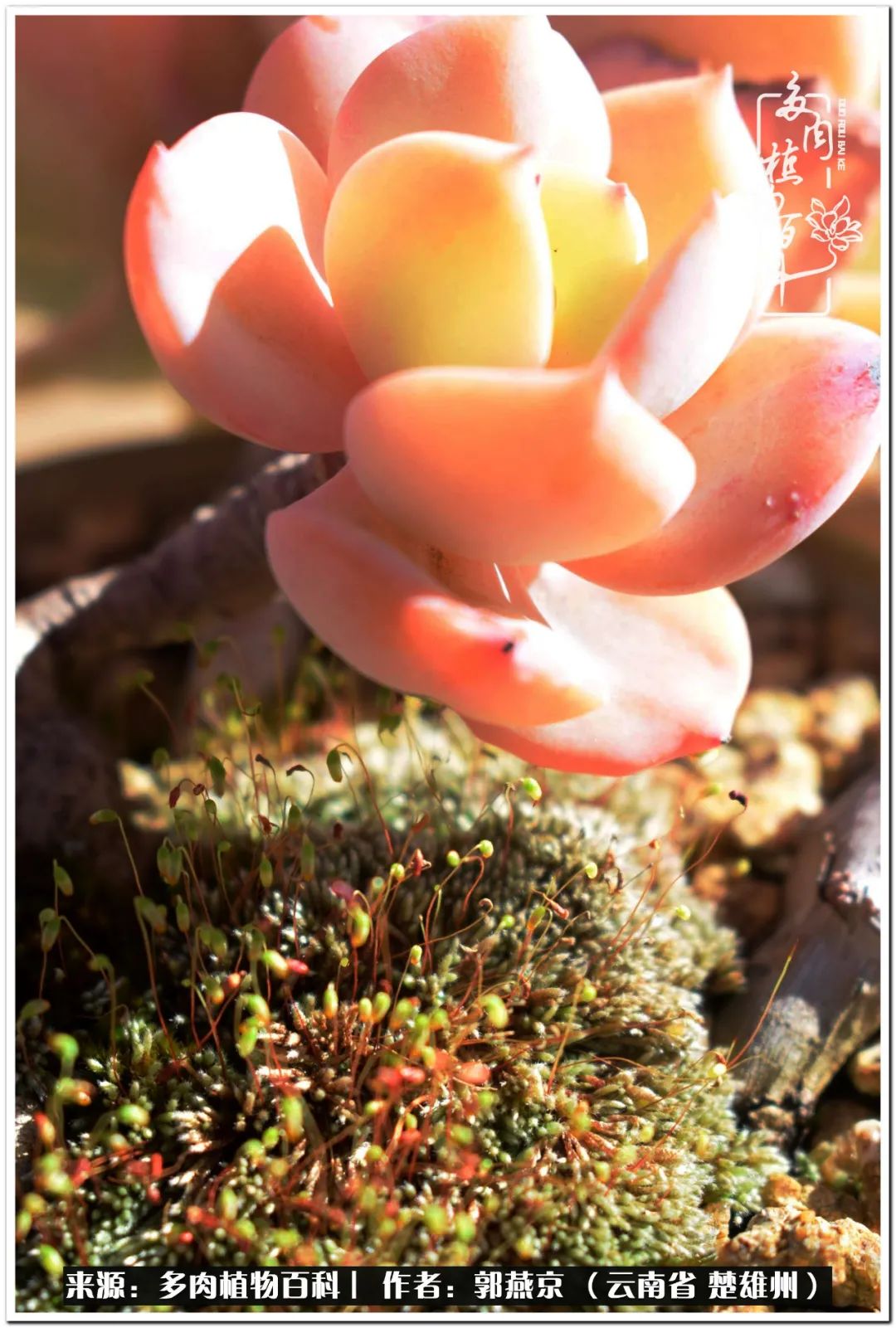 小院的多肉陪我度过春夏秋冬,好度夏又好过冬的多肉