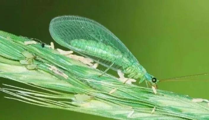 还有哪些益虫会捉哪些虫子,吃害虫最多的益虫是什么虫子