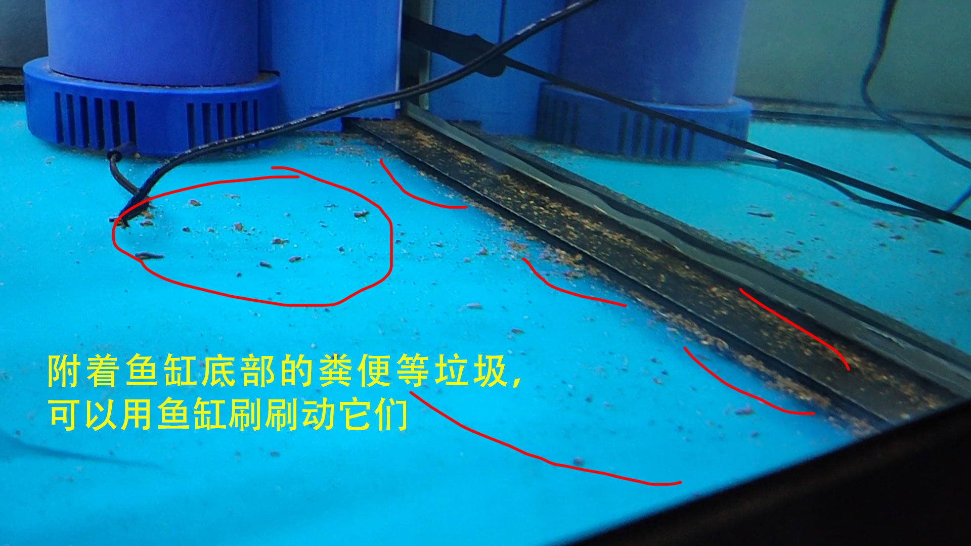 鱼缸换水管子怎么吸出来水,鹦鹉鱼缸换水的正确方法