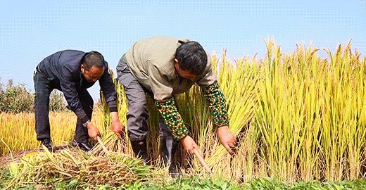 圈内人爆料的假恩爱夫妻,被骂最惨的一对秀恩爱夫妻