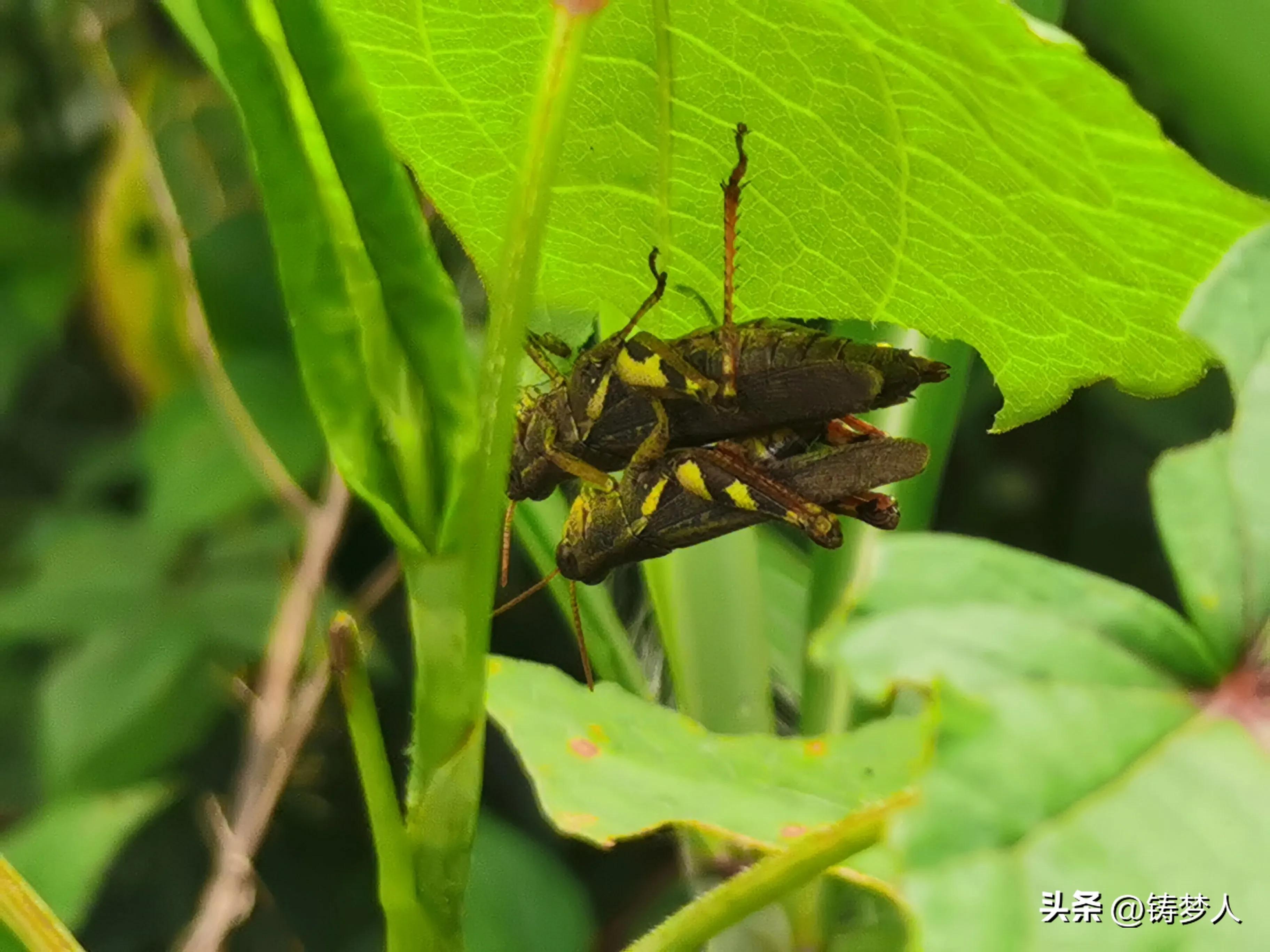 分享手机里的美照,手机拍照技术干货分享
