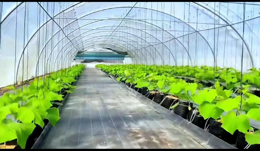 日本夫妇种植有机蔬菜,日本乡村两夫妻种菜