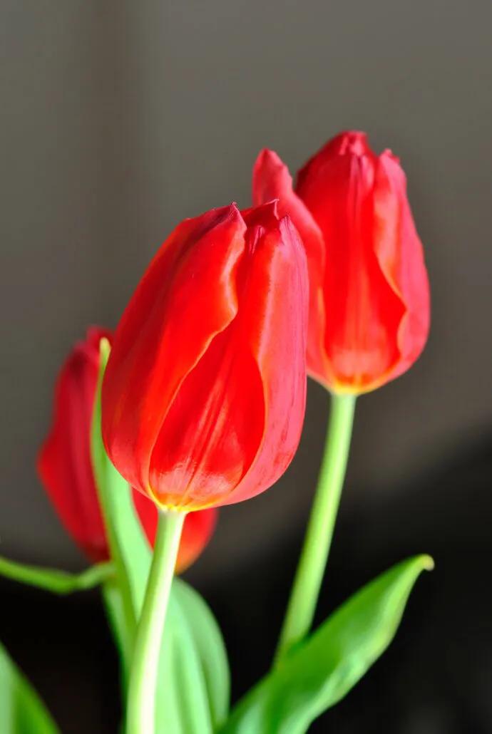 白色郁金香图片大全,郁金香图片大全大图唯美