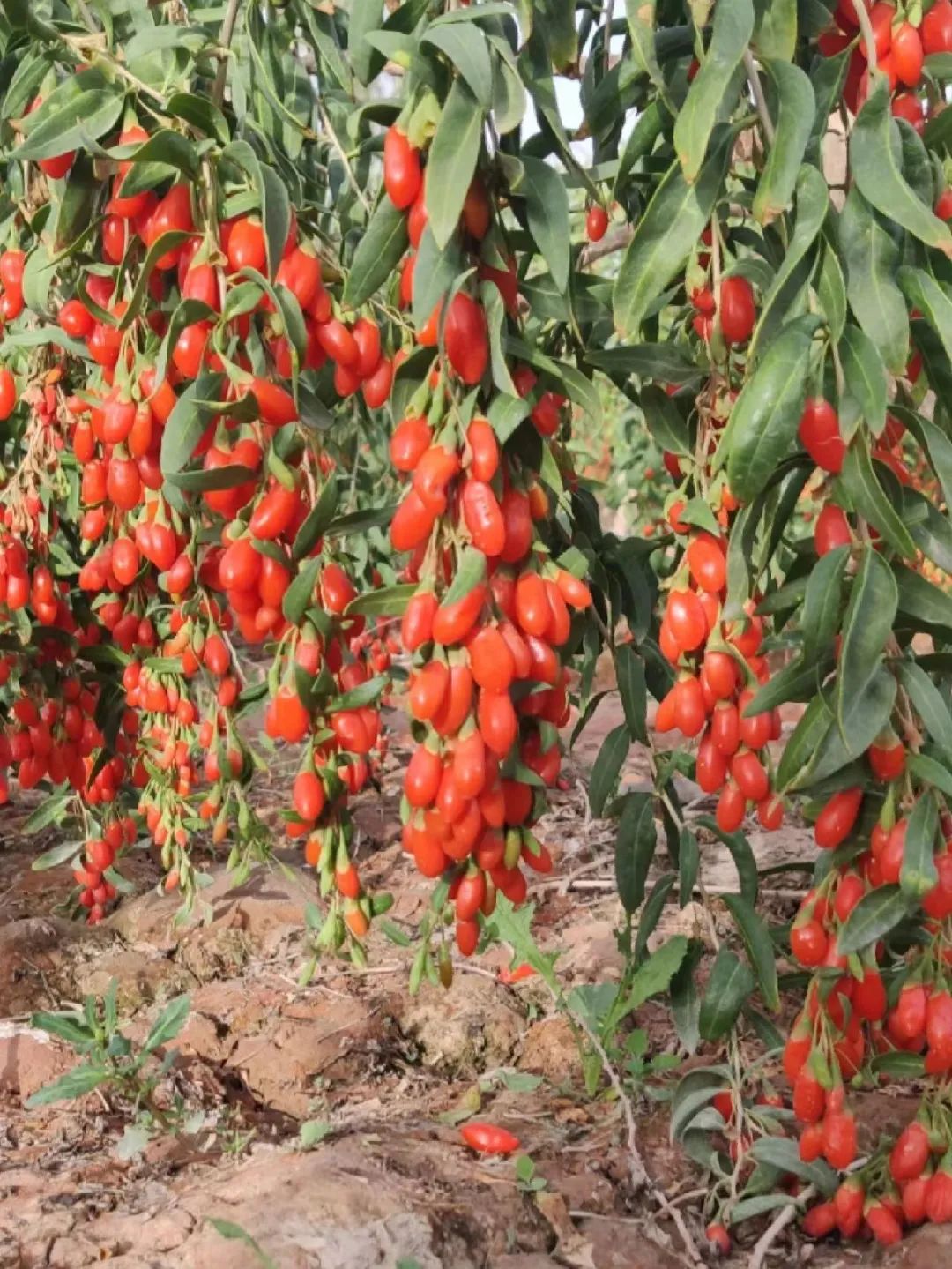 老人的智慧：仙草花的魅力，4种花草美丽养人，为全家带来福音