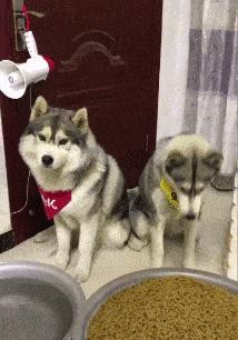 养哈士奇都需要准备什么,养哈士奇要注意的几个点