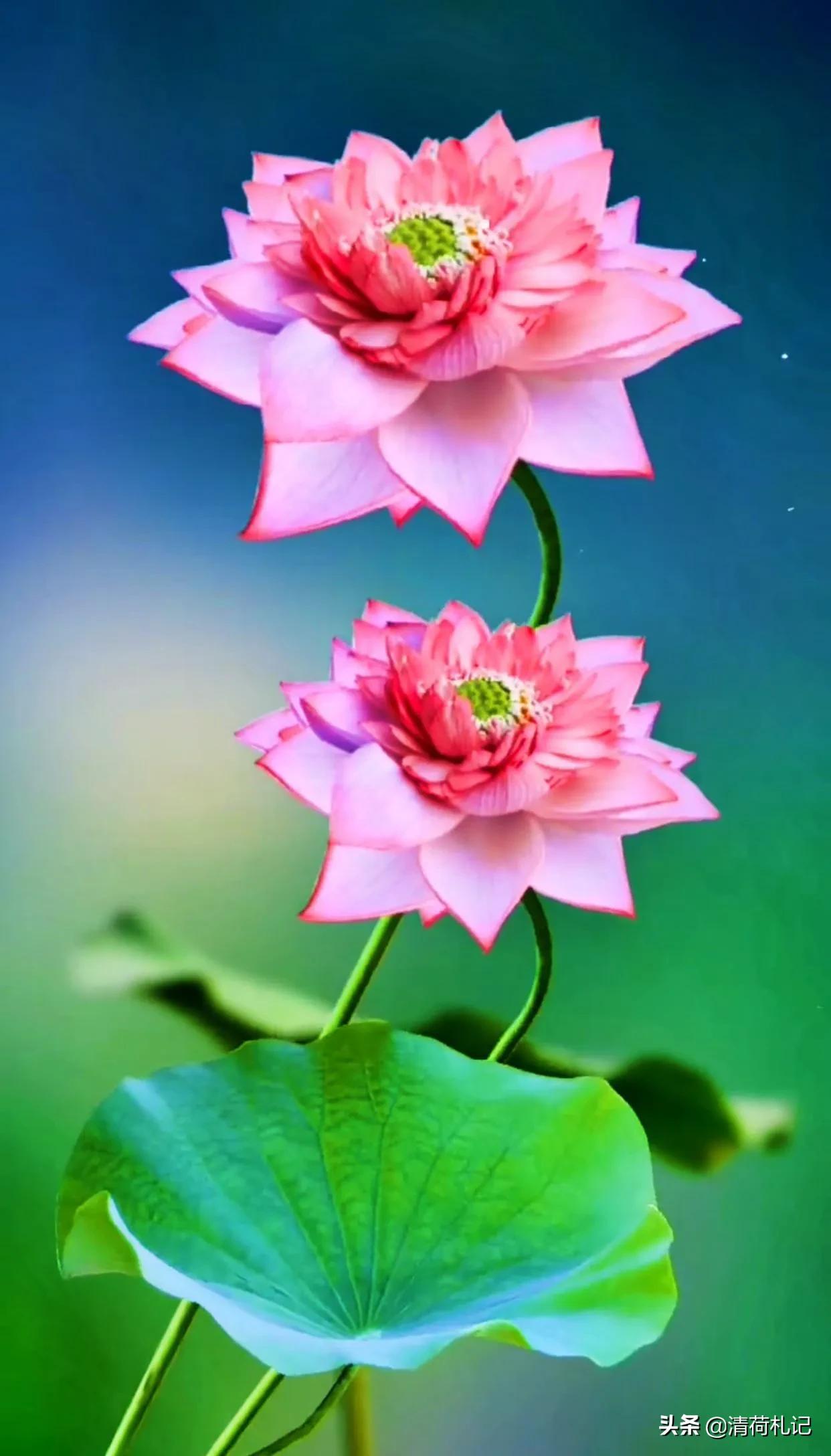 清荷札记心无杂念向美而行,清荷札记人生感悟与君共勉