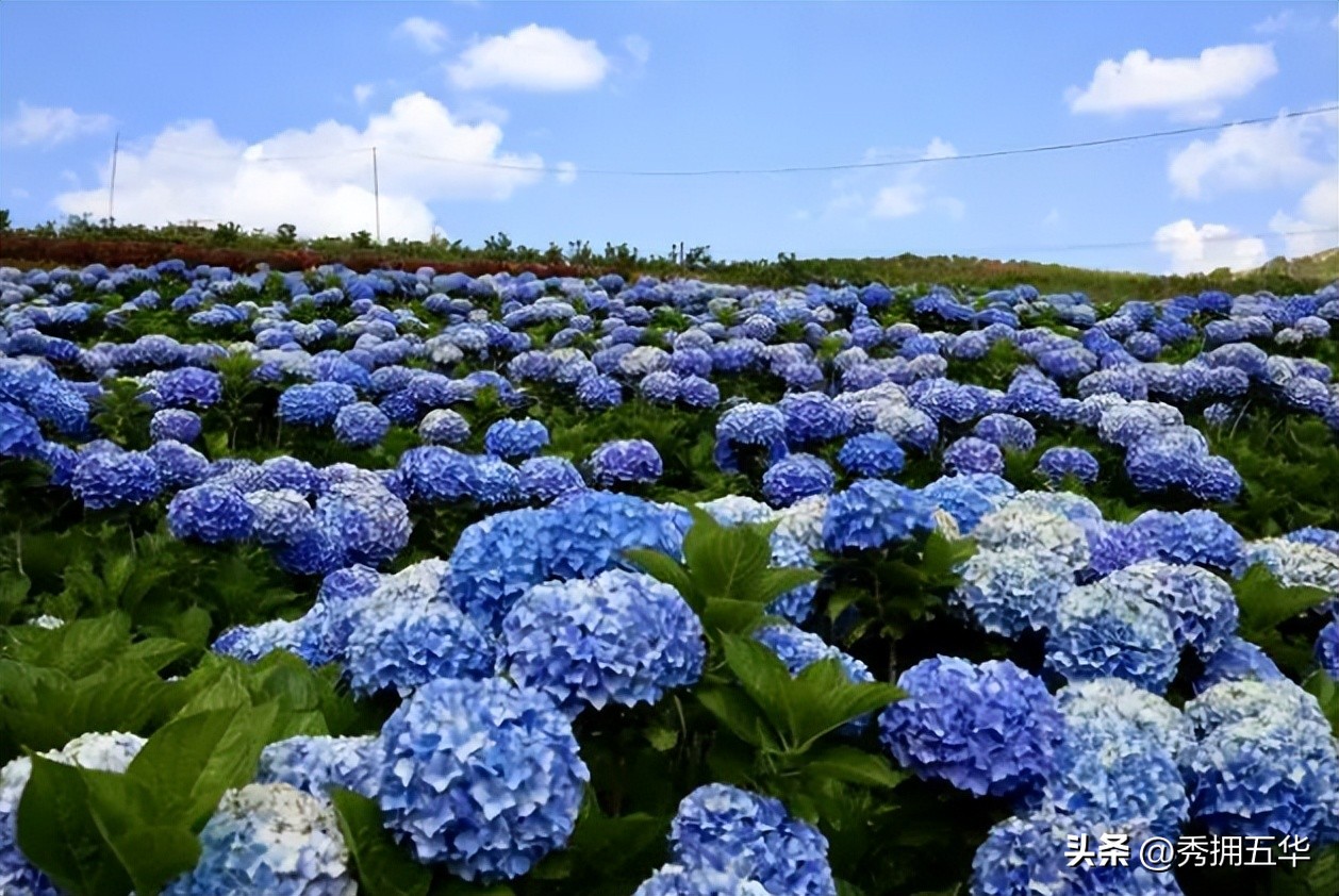 周末去哪里玩最合适昆明,昆明景点莫奈花园