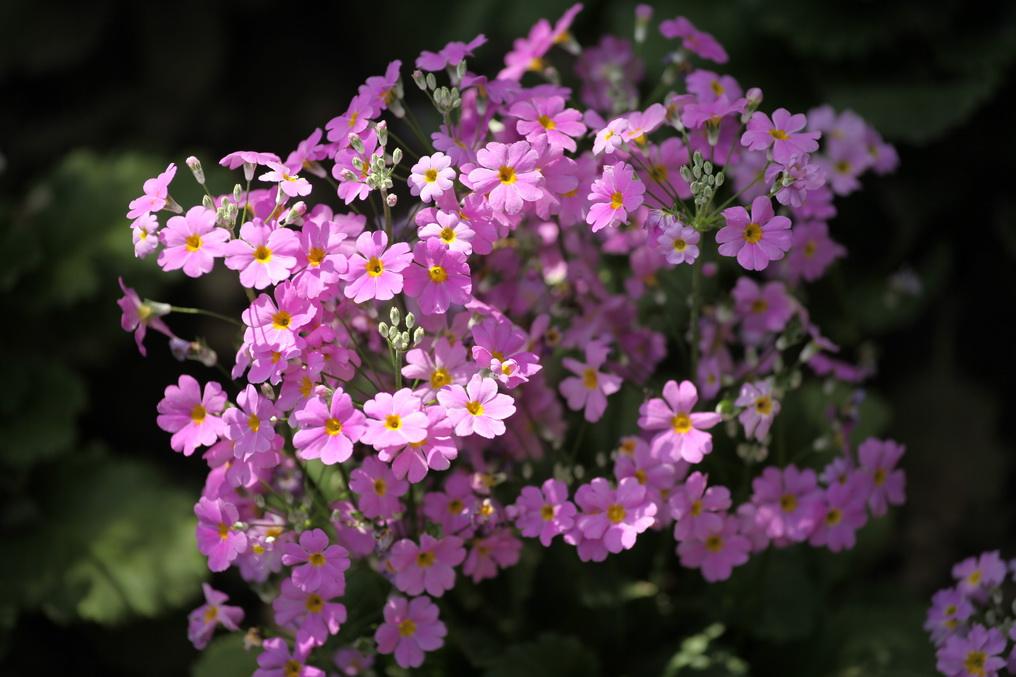 清明期间开的野花有哪些,清明节野花