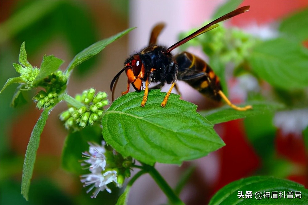 入侵海外的魔王，竟是云南人的宠物？三针能蛰死牛还被大量养殖