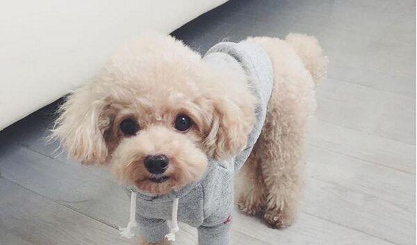 泰迪恐惧心理怎么训练,泰迪害怕的惩罚是什么