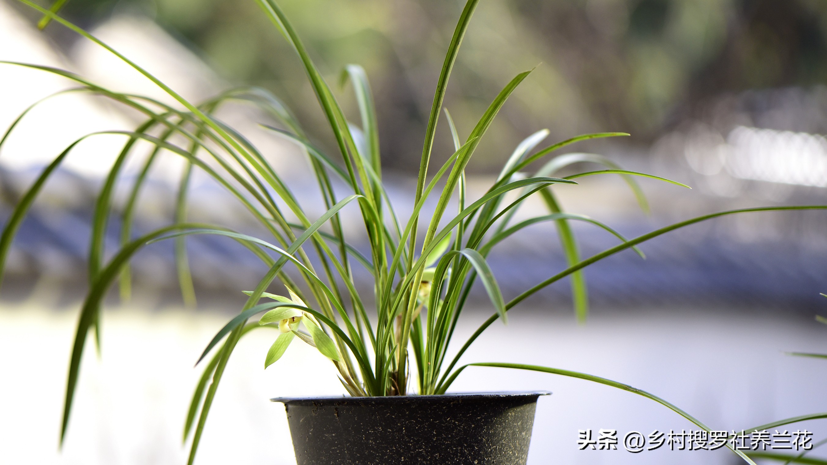 蕙兰盆栽春季养护注意事项有哪些,养蕙兰开花时的最佳方法