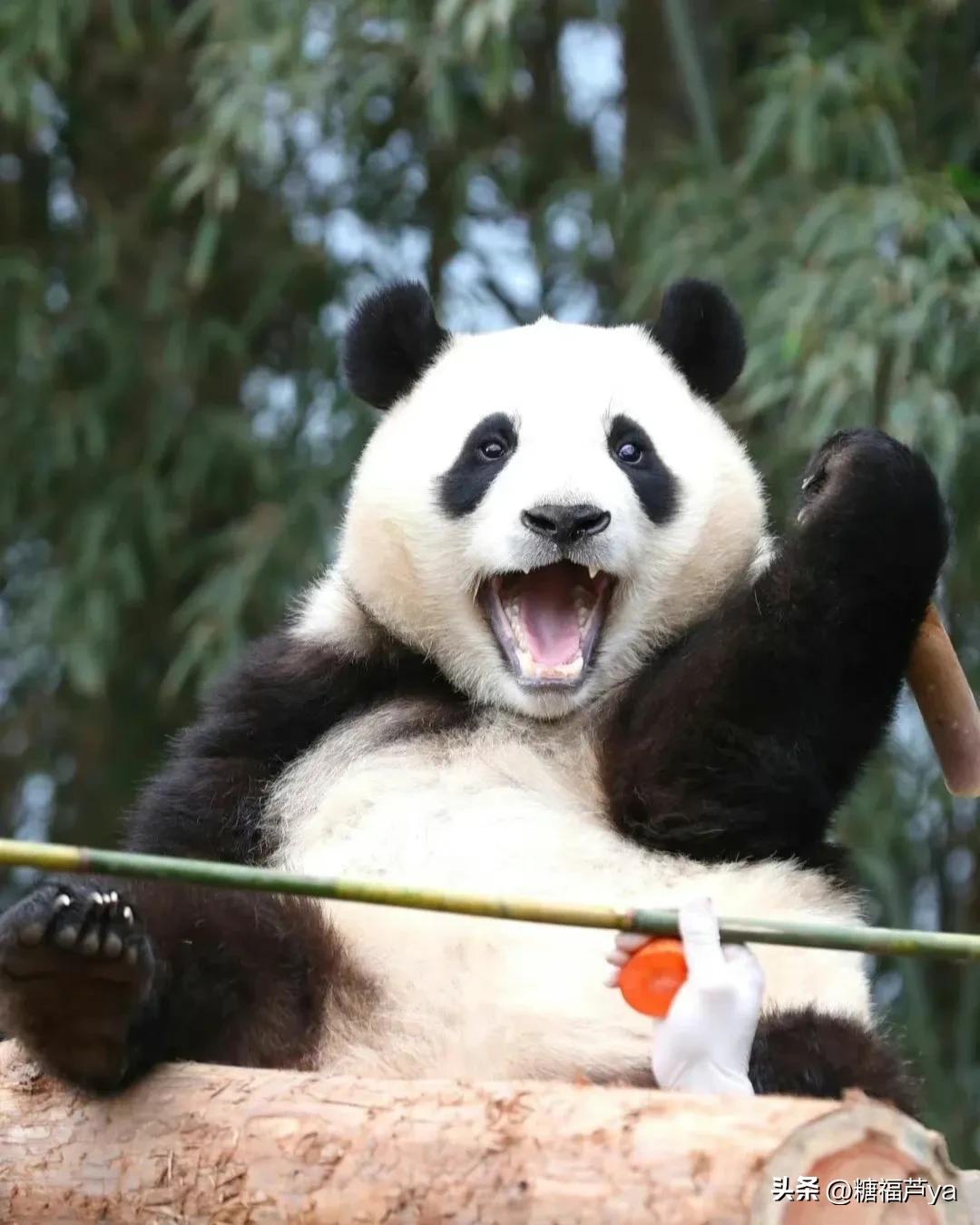 那些证明福宝是人的证据——毛皮大衣下是个小人精